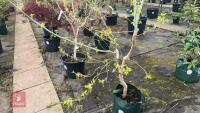 ACER NEGUNDO 'KELLY'S GOLD' TREE - 10