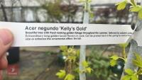 ACER NEGUNDO 'KELLY'S GOLD' TREE - 11