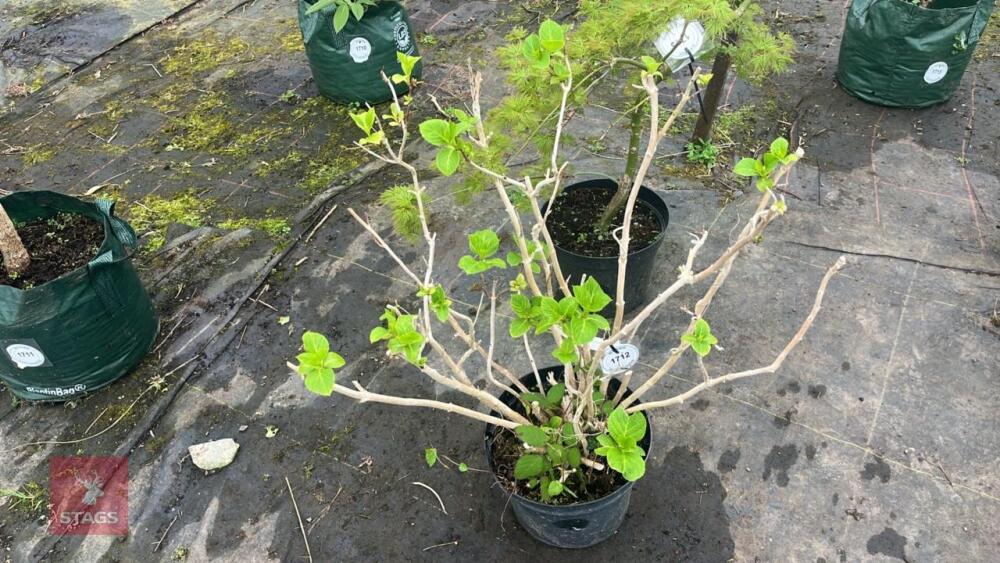 HYDRANGEA TREE