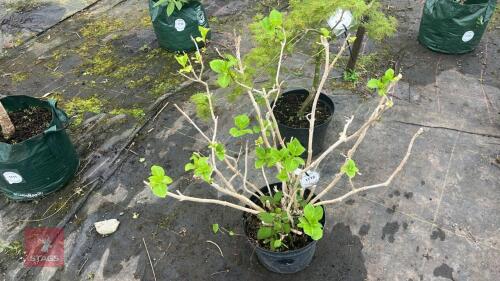 HYDRANGEA TREE