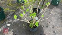 HYDRANGEA TREE - 2