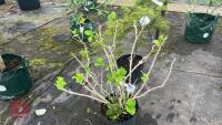 HYDRANGEA TREE - 3