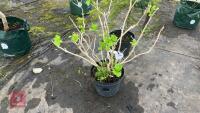HYDRANGEA TREE - 4