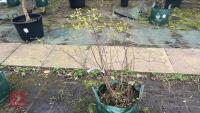 FOTHERGILLA MAJOR MONTICOLA TREE
