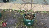 FOTHERGILLA MAJOR MONTICOLA TREE - 2