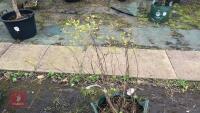 FOTHERGILLA MAJOR MONTICOLA TREE - 3
