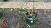 FOTHERGILLA MAJOR MONTICOLA TREE - 4