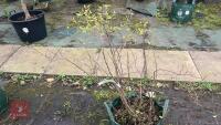 FOTHERGILLA MAJOR MONTICOLA TREE - 5