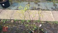 FOTHERGILLA MAJOR MONTICOLA TREE - 6