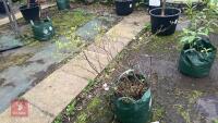 FOTHERGILLA MAJOR MONTICOLA TREE - 7