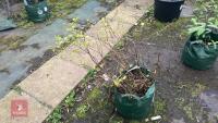 FOTHERGILLA MAJOR MONTICOLA TREE - 8