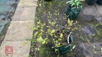 FOTHERGILLA MAJOR MONTICOLA TREE - 9