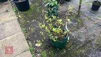 FOTHERGILLA MAJOR MONTICOLA TREE - 10