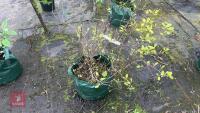 FOTHERGILLA MAJOR MONTICOLA TREE - 12