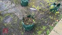 FOTHERGILLA MAJOR MONTICOLA TREE - 14