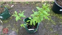 SALIX FARGESII - 4