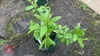 SALIX FARGESII - 5