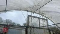 GLEDITSIA SPECTRUM TREE