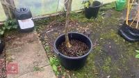 GLEDITSIA SPECTRUM TREE - 3