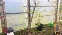 GLEDITSIA SPECTRUM TREE - 4