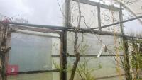 GLEDITSIA SPECTRUM TREE - 5