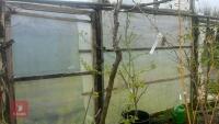 GLEDITSIA SPECTRUM TREE - 9