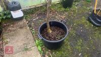 GLEDITSIA SPECTRUM TREE - 10