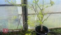 ACER NEGUNDO 'KELLY'S GOLD' TREE - 7