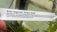 ACER NEGUNDO 'KELLY'S GOLD' TREE - 9
