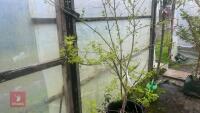 ACER NEGUNDO 'KELLY'S GOLD' TREE - 11