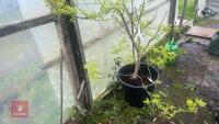 ACER NEGUNDO 'KELLY'S GOLD' TREE - 12