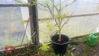 ACER NEGUNDO 'KELLY'S GOLD' TREE - 13