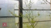 ACER NEGUNDO 'KELLY'S GOLD' TREE - 14