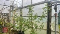 ACER CAMPESTRE TREE - 2