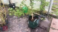 ACER CAMPESTRE TREE - 5