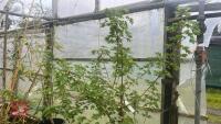 ACER CAMPESTRE TREE - 9