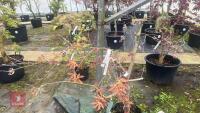 ACER PAL DORMANSLAND TREE - 3