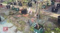 ACER PAL DORMANSLAND TREE - 7