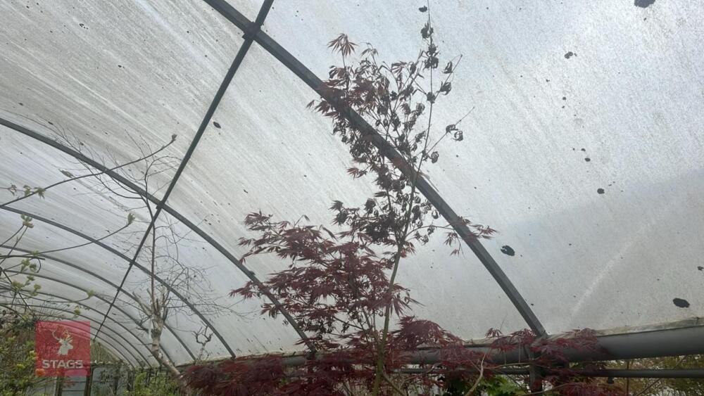 ACER PALMATUM 'BURGUNDY LACE' TREE