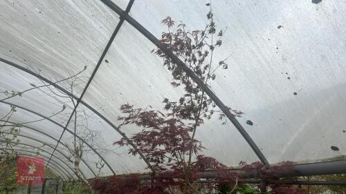 ACER PALMATUM 'BURGUNDY LACE' TREE