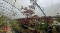 ACER PALMATUM 'BURGUNDY LACE' TREE - 2