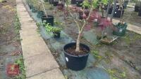 ACER PALMATUM 'BURGUNDY LACE' TREE - 3