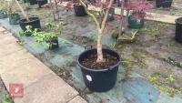 ACER PALMATUM 'BURGUNDY LACE' TREE - 4
