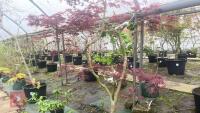 ACER PALMATUM 'BURGUNDY LACE' TREE - 5