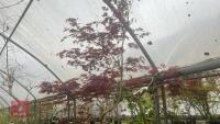 ACER PALMATUM 'BURGUNDY LACE' TREE - 6