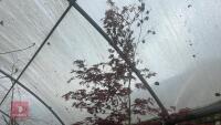 ACER PALMATUM 'BURGUNDY LACE' TREE - 7