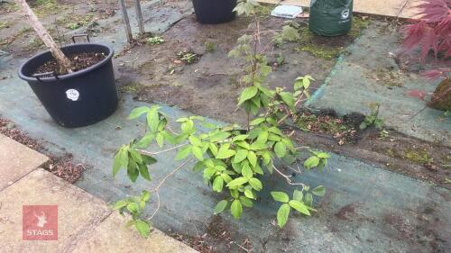 SCHIZOPHRAGRAM HYDRANGEA 'ROSEUM' TREE
