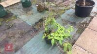SCHIZOPHRAGRAM HYDRANGEA 'ROSEUM' TREE - 2