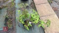 SCHIZOPHRAGRAM HYDRANGEA 'ROSEUM' TREE - 3