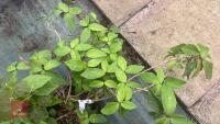 SCHIZOPHRAGRAM HYDRANGEA 'ROSEUM' TREE - 4